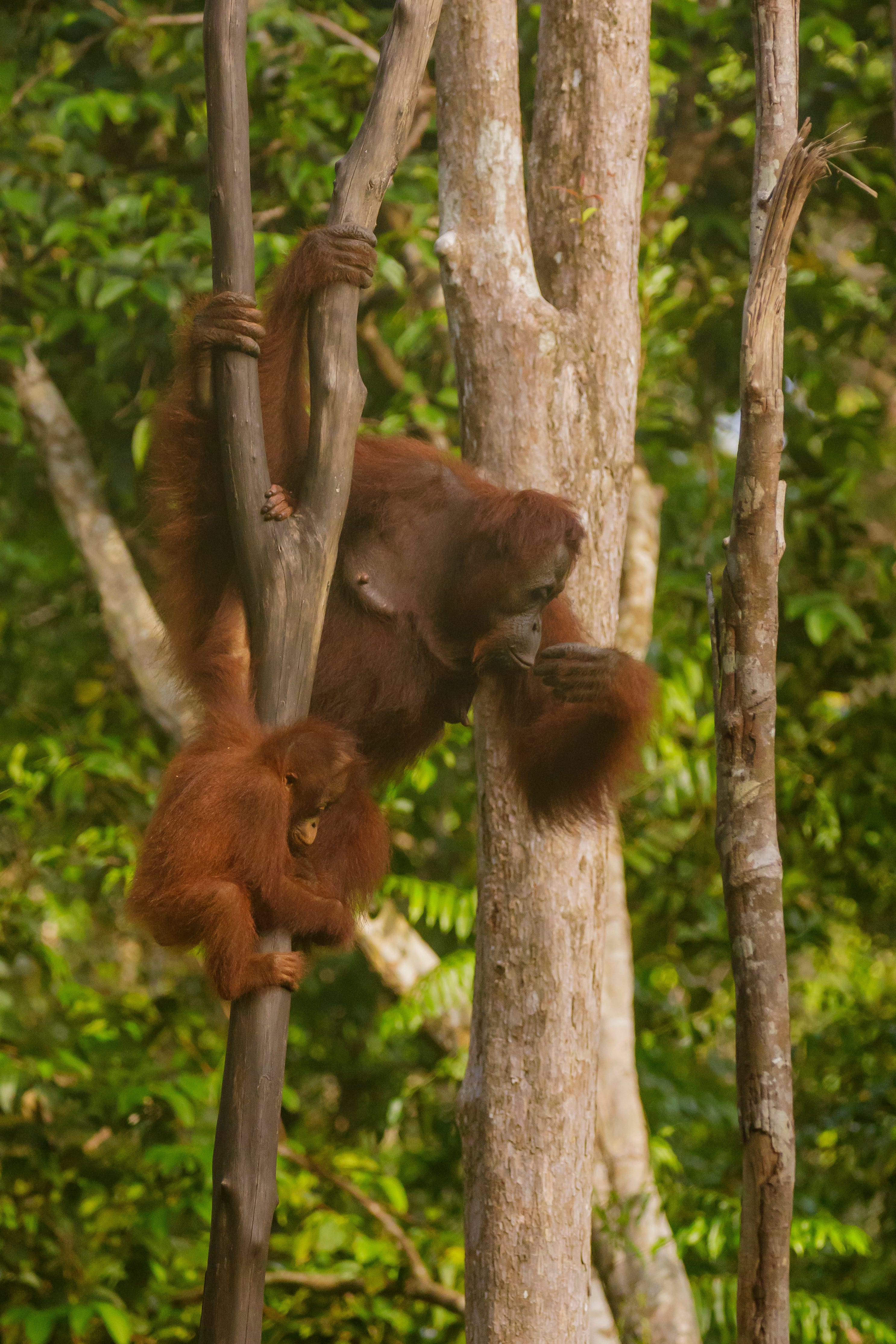 Northwest-Bornean-Orangutan