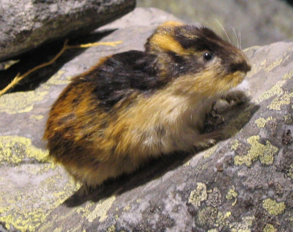 Norway-Lemming