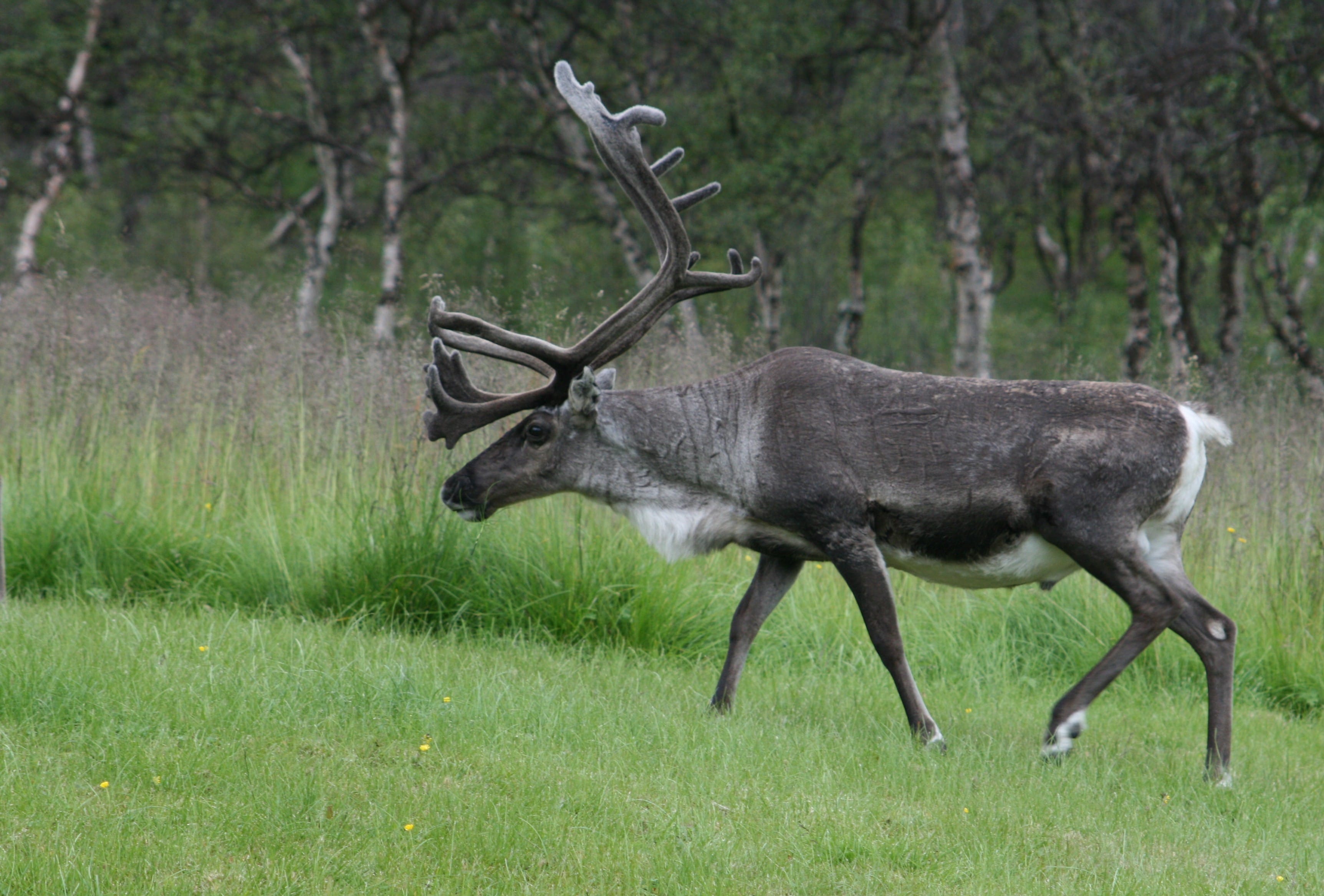 Norwegian-Reindeer
