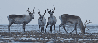 Novaya-Zemlya-Reindeer