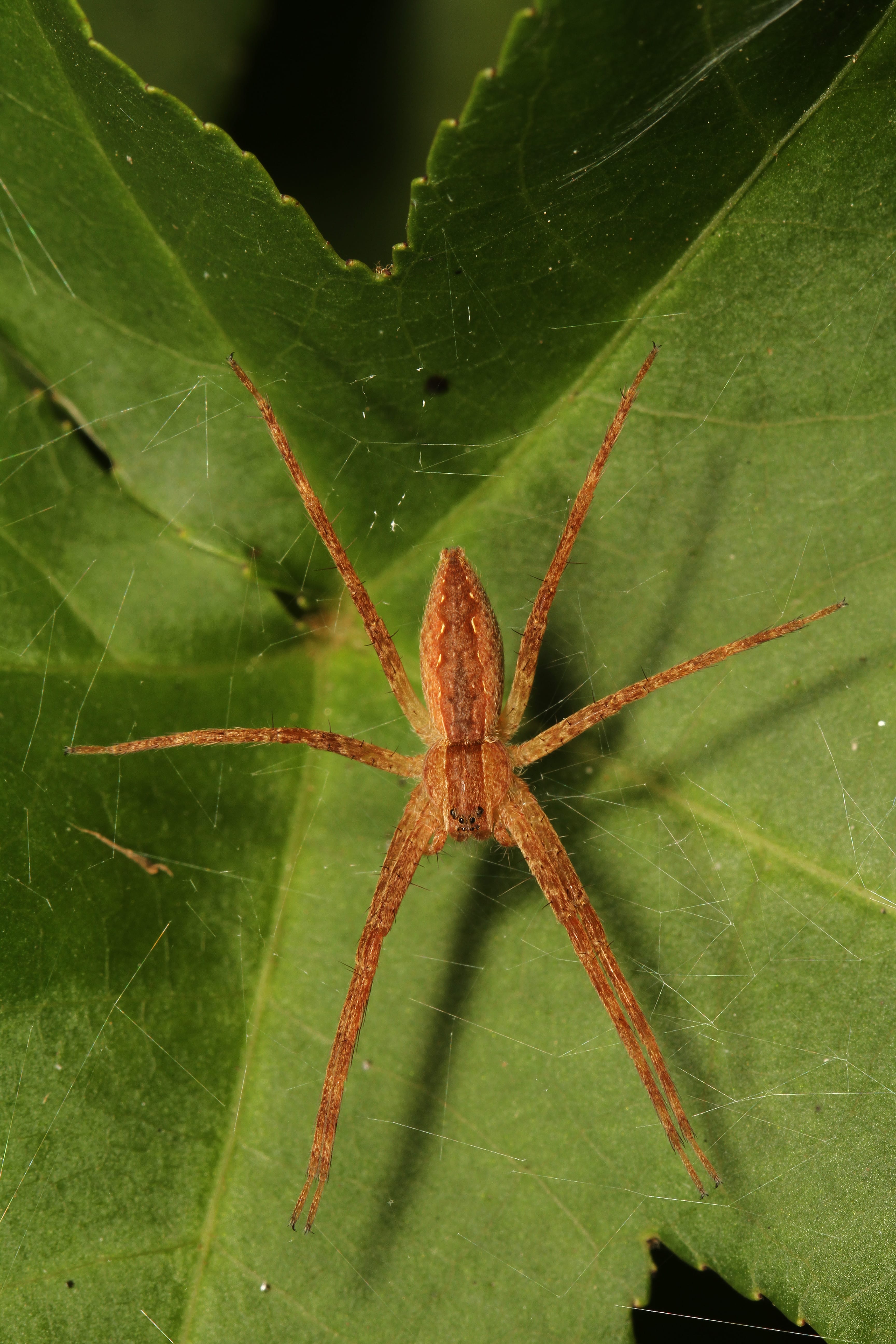 Nursery-Web-Spider