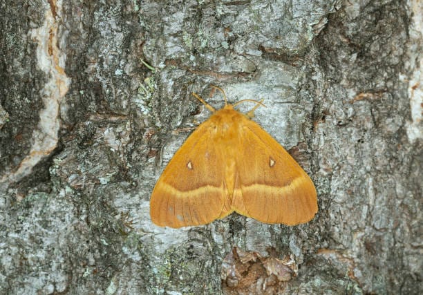 Oak-Eggar