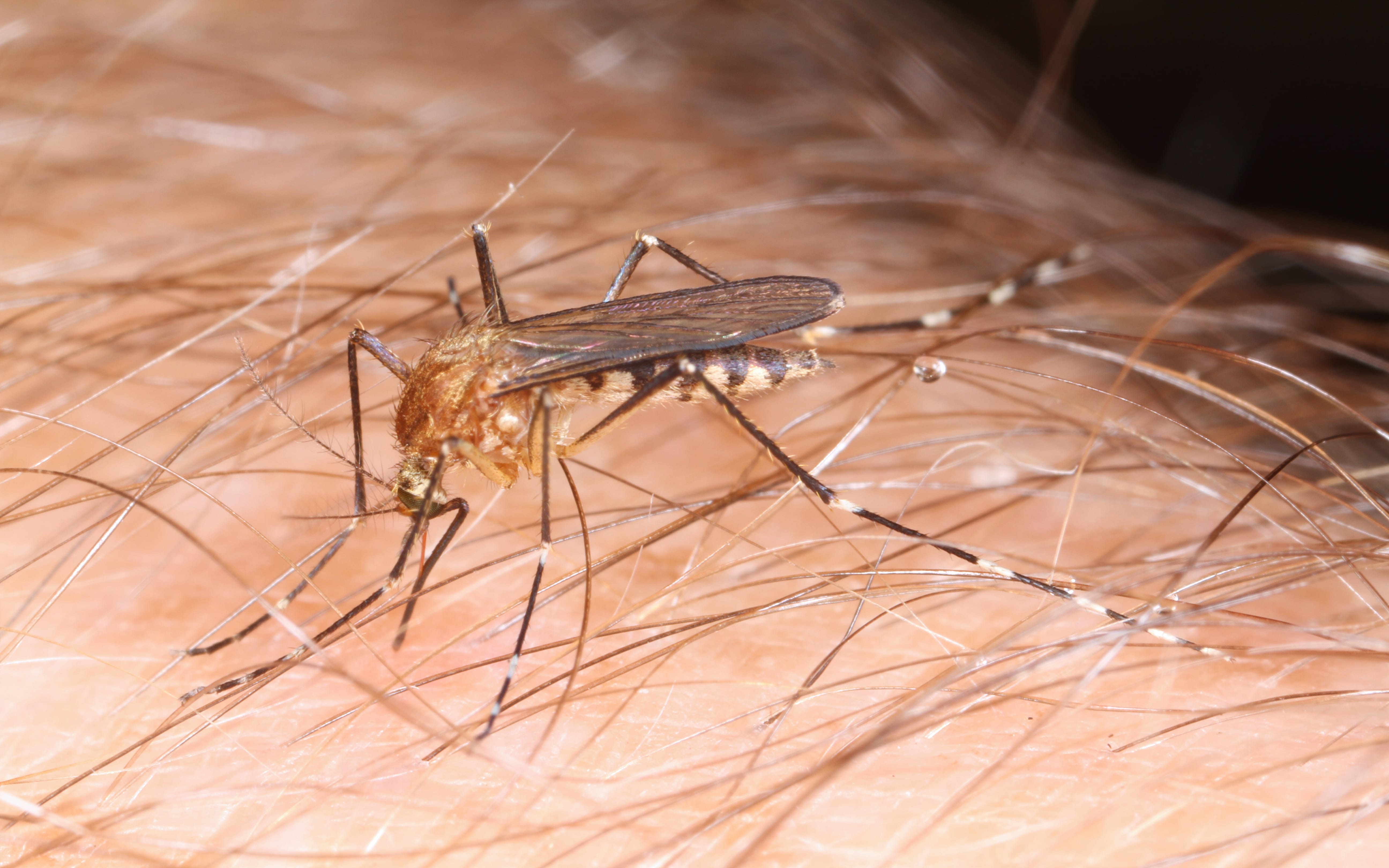 Ochlerotatus-canadensis