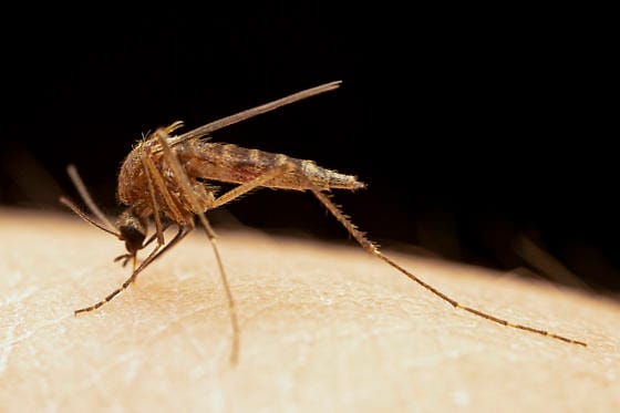 Ochlerotatus-cantator