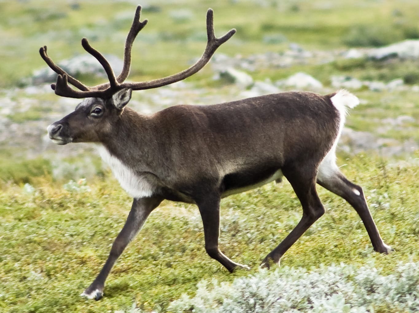 Okhotsk-Reindeer