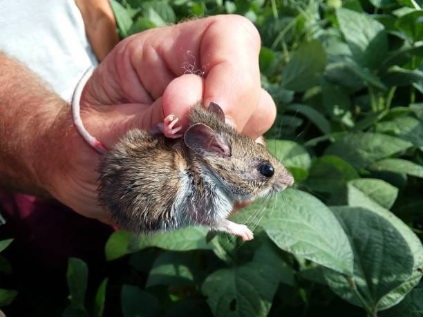 Oldfield-Mouse