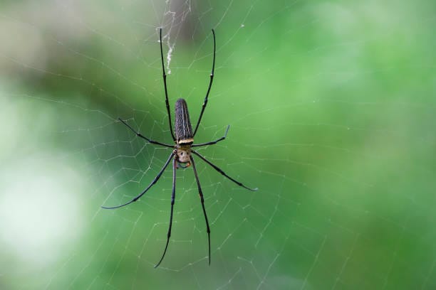 Orb-Weaver-Spider