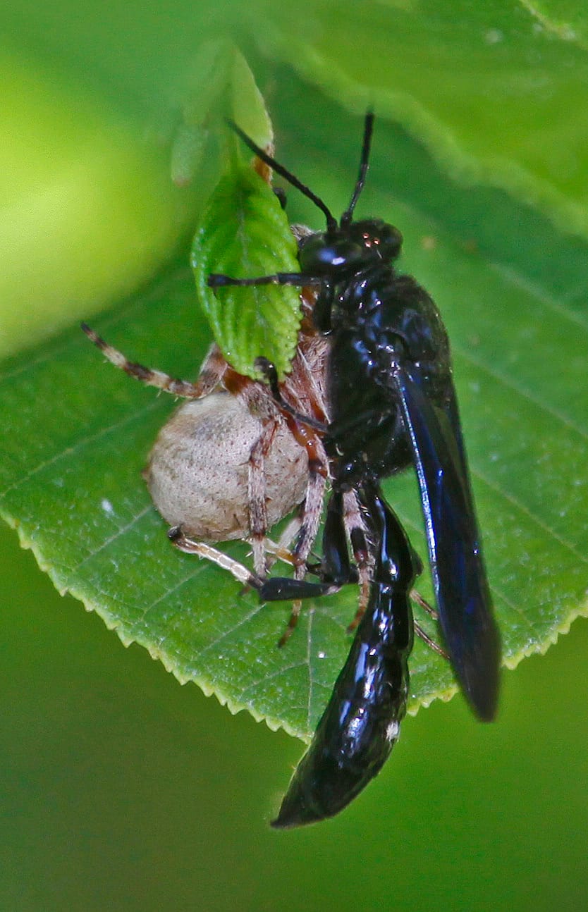 Organ-Pipe-Mud-Dauber