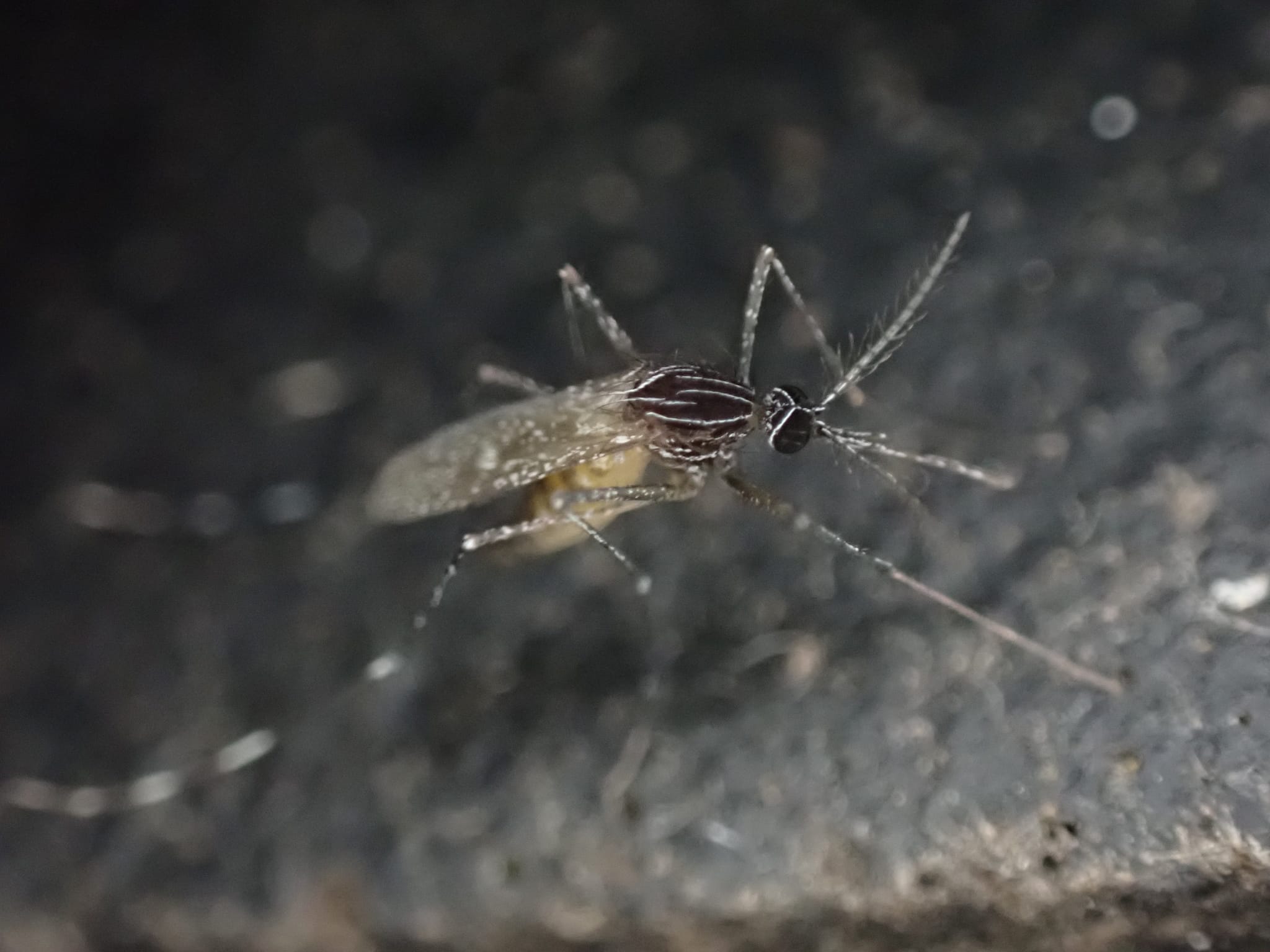 Orthopodomyia-signifera