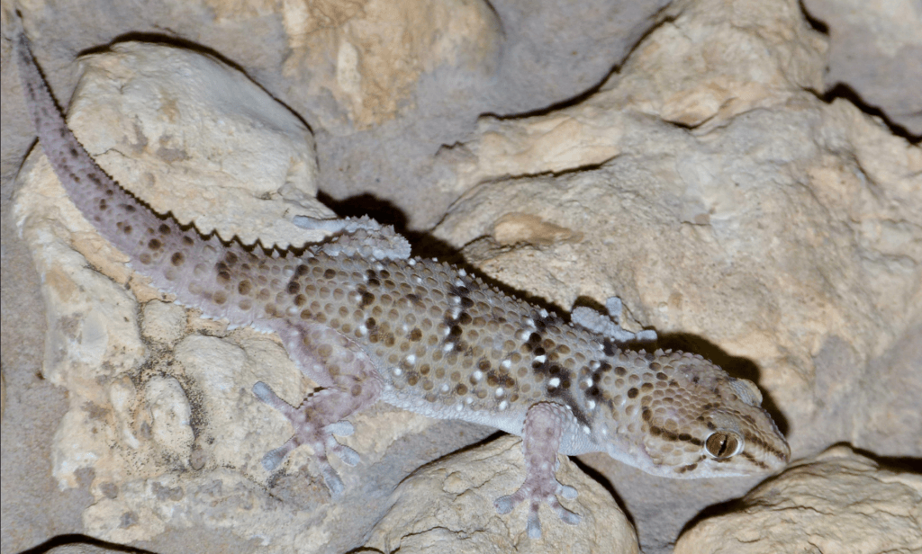 Pachydactylus-werneri