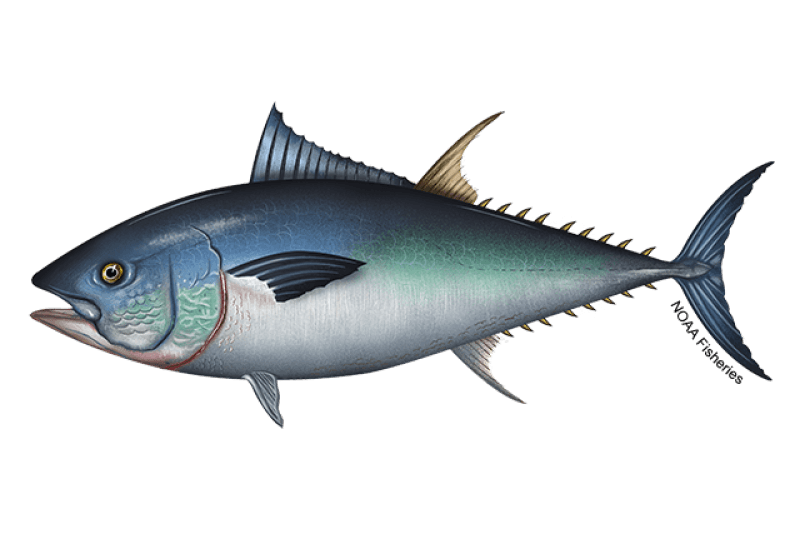 Pacific-Bluefin-Tuna