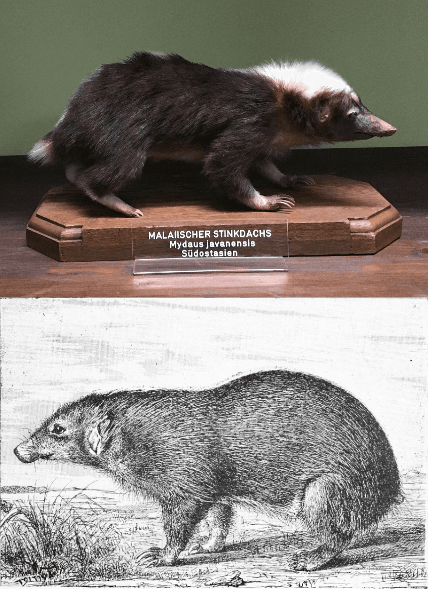 Palawan-Stink-Badger