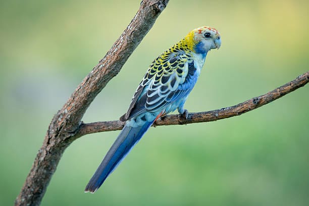 Pale-Headed-Rosella