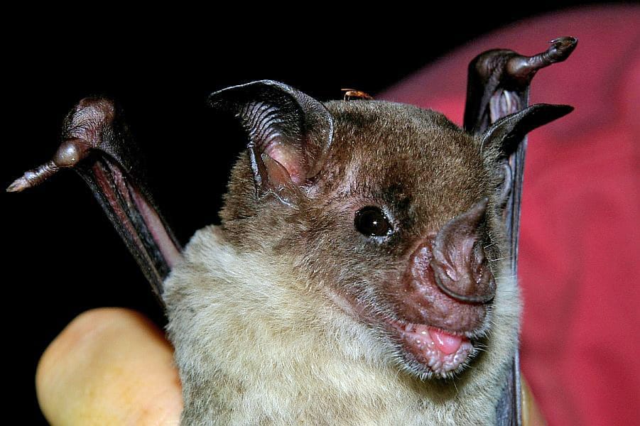 Pale-Spear-nosed-Bat