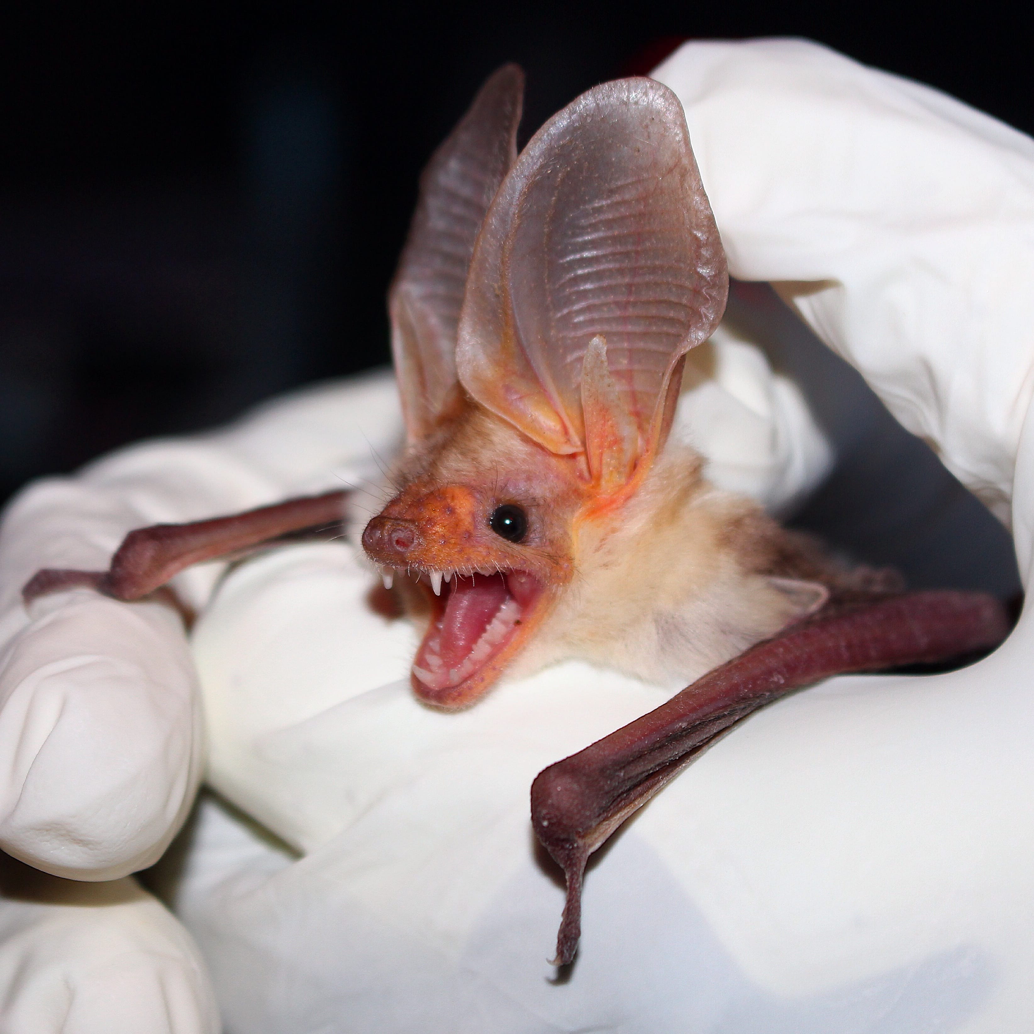 Pallid-Bat