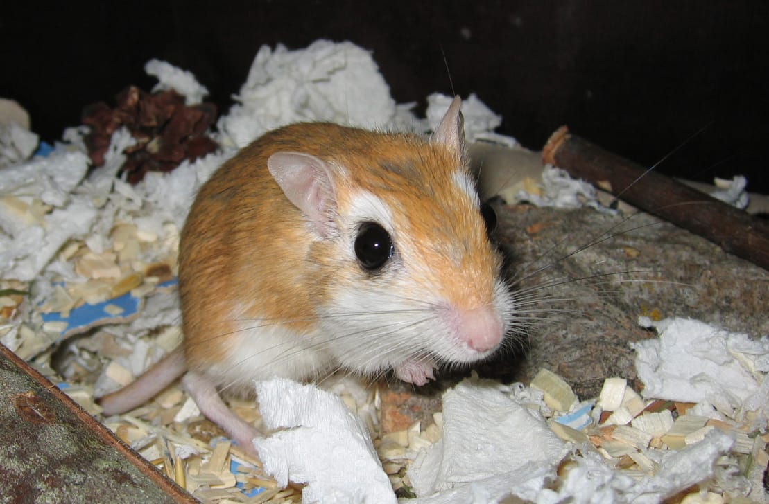 Pallid-Hamster