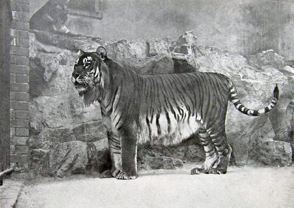Panthera-tigris-virgata