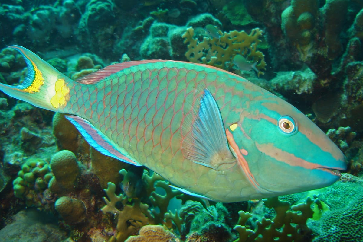 Parrotfish