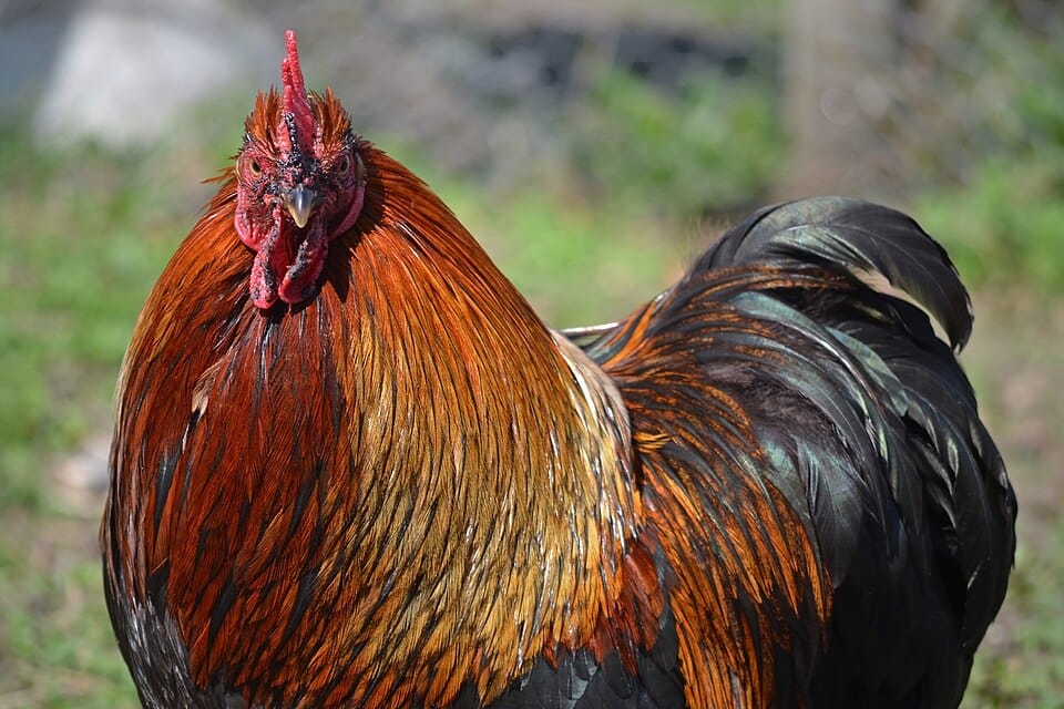 Pekin-Bantam