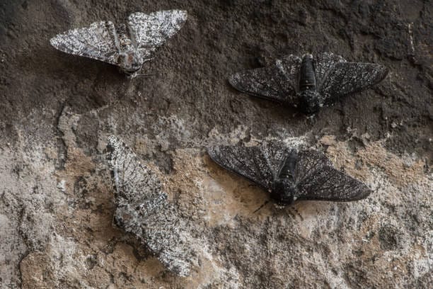 Peppered-Moth