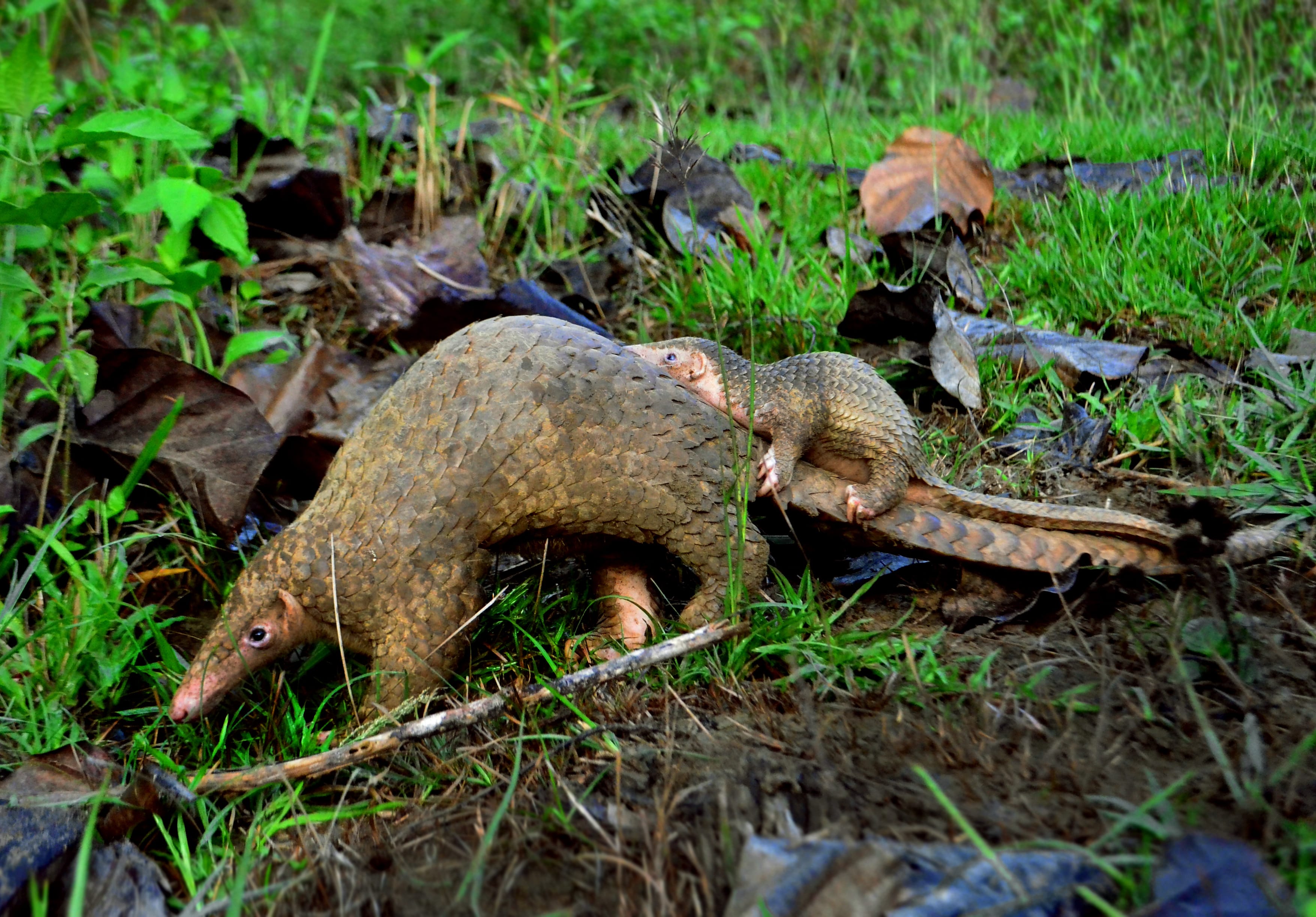 Philippine-Pangolin