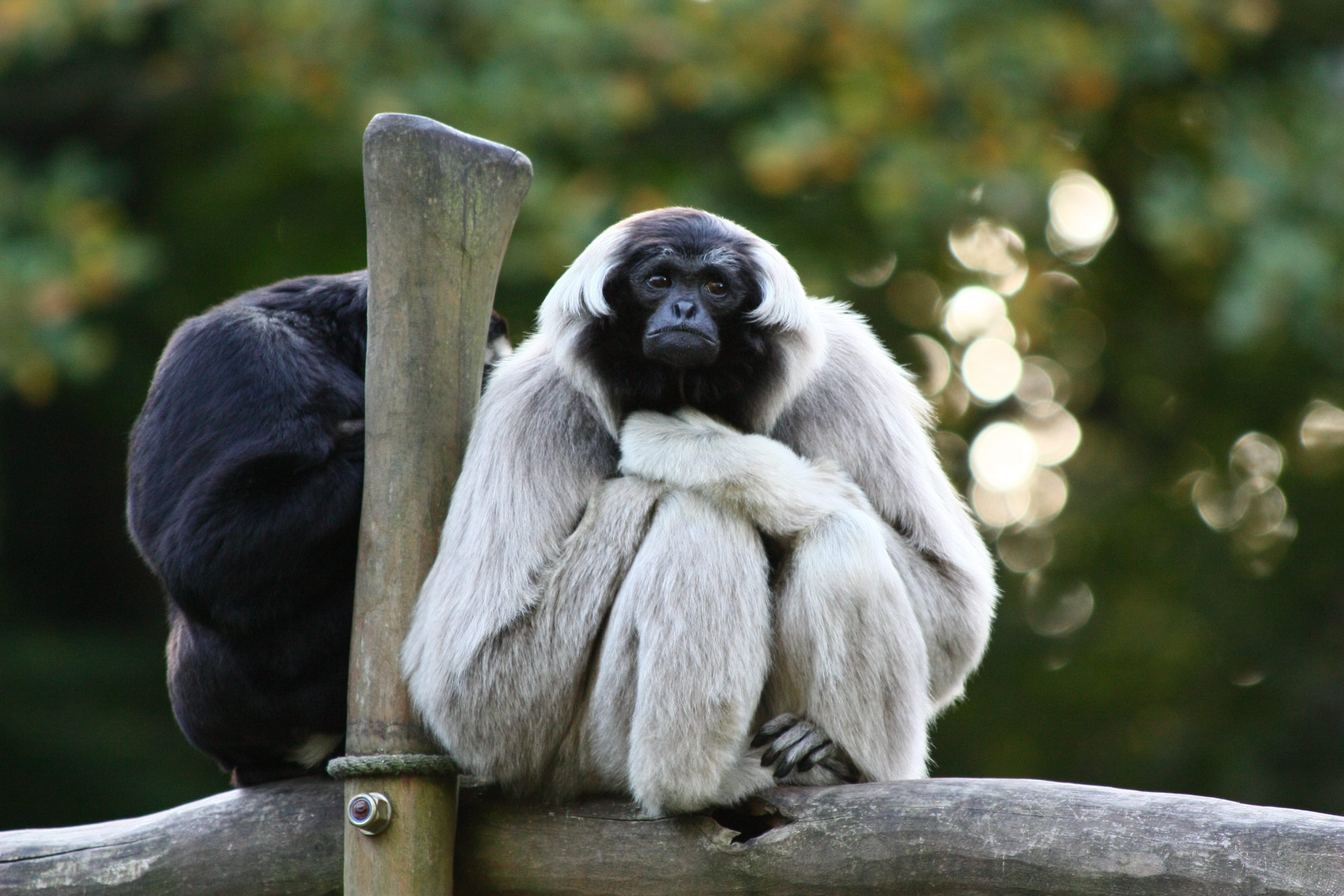 Pileated-Gibbon