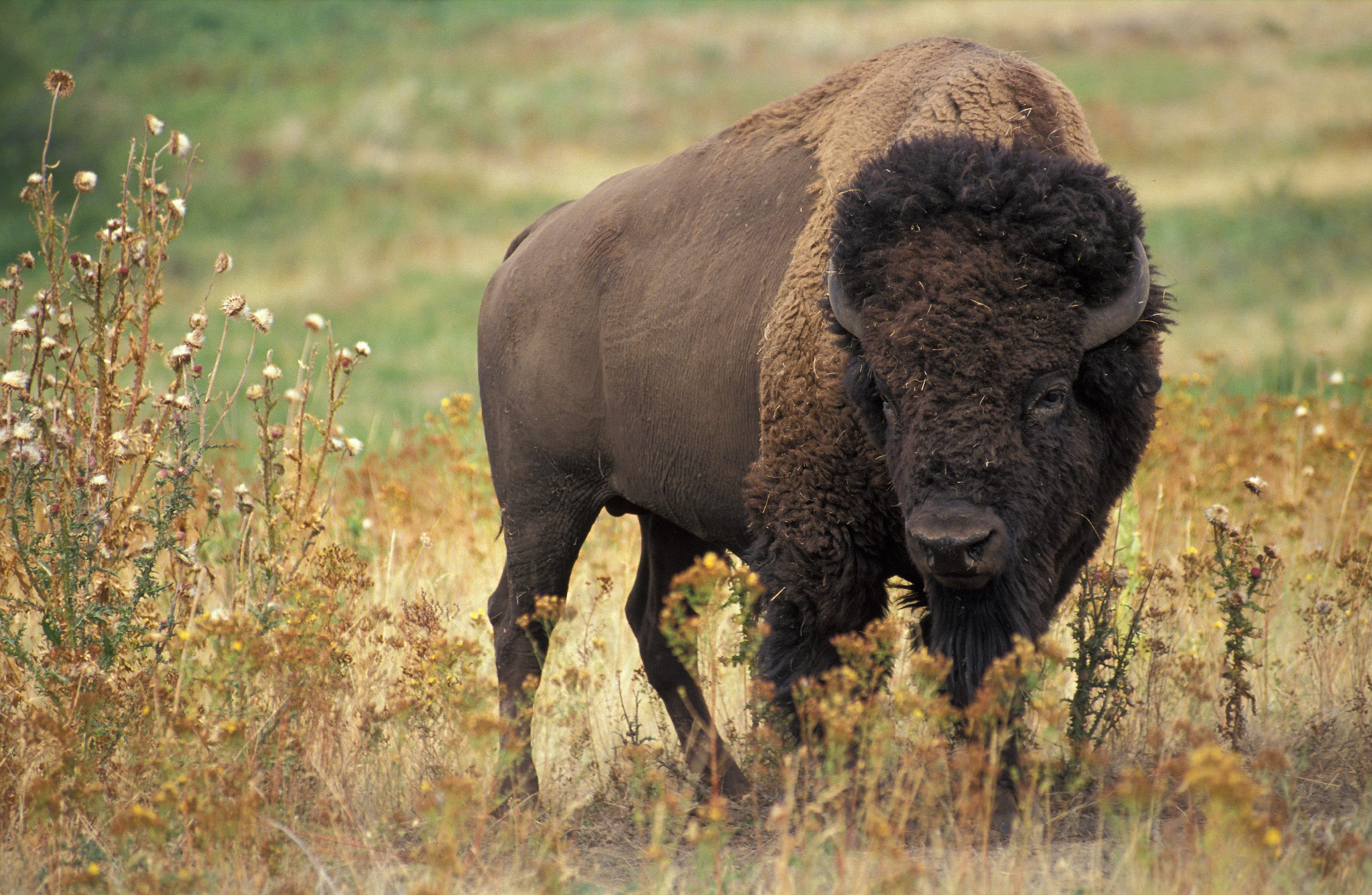 Plains-Bison