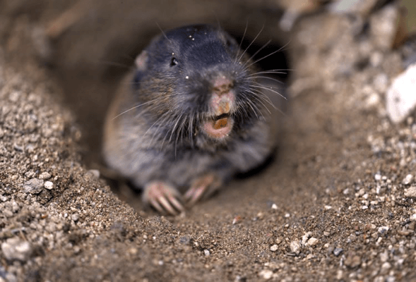 Plains-Pocket-Gopher