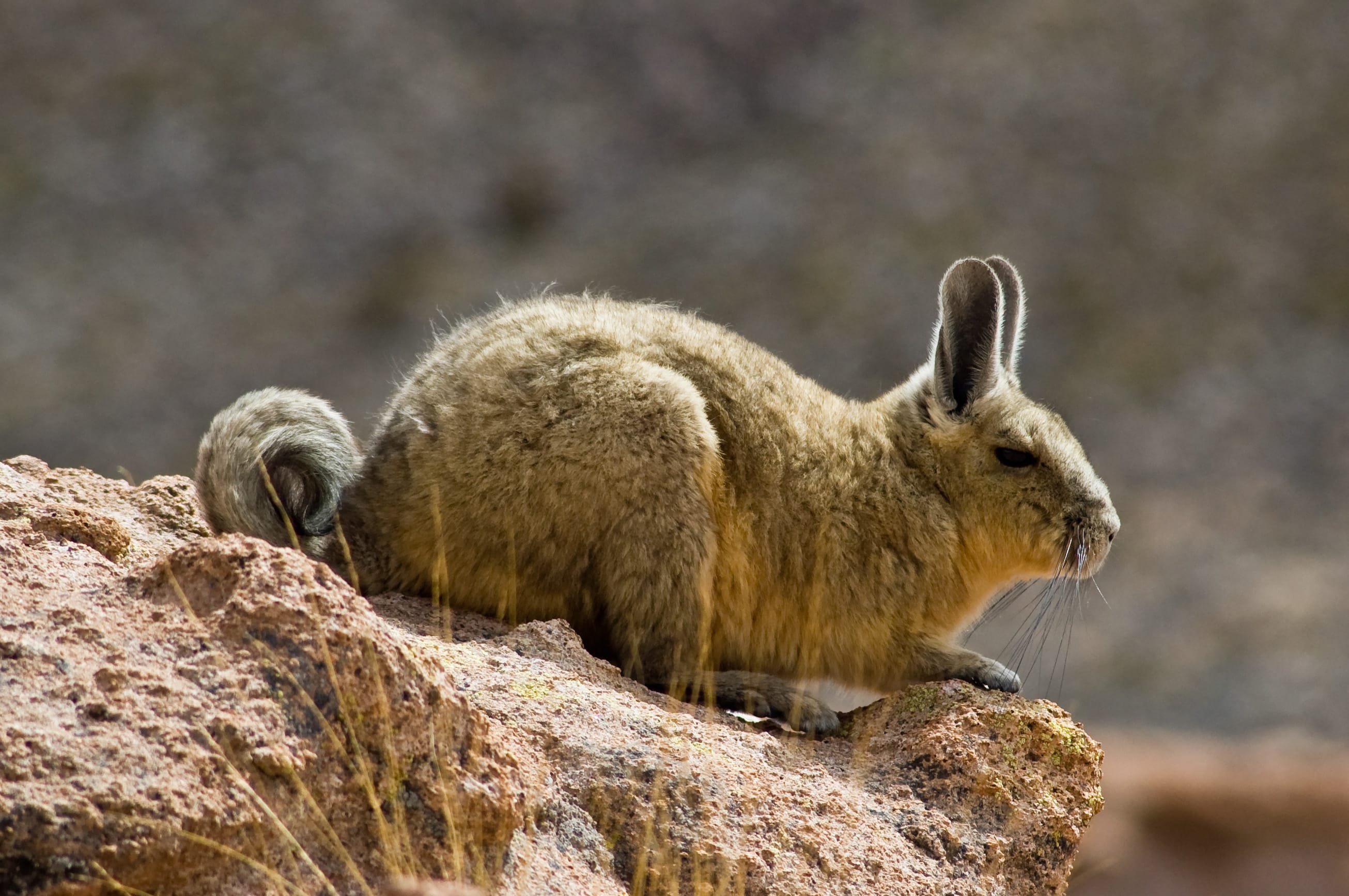 Plains-Viscacha