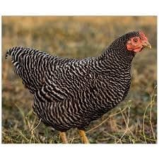 Plymouth-Rock-Bantam