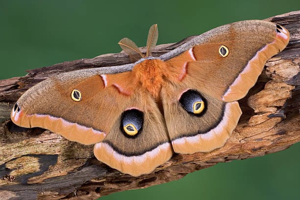 Polyphemus-Moth