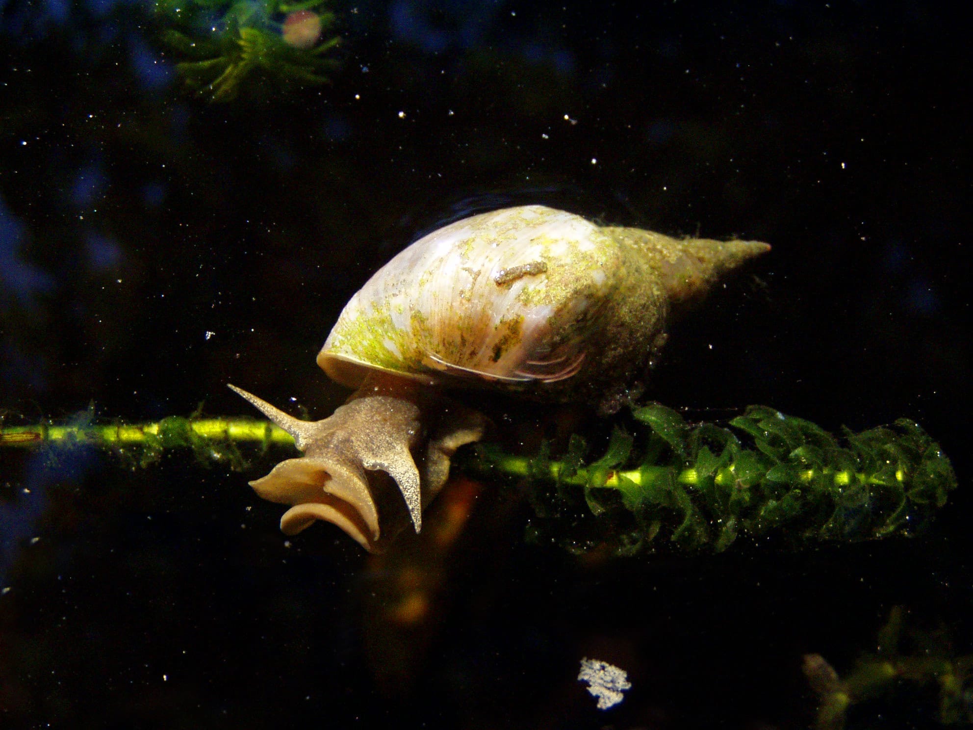 Pond-Snail