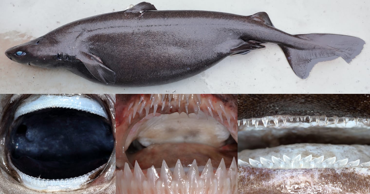 Portuguese-Dogfish