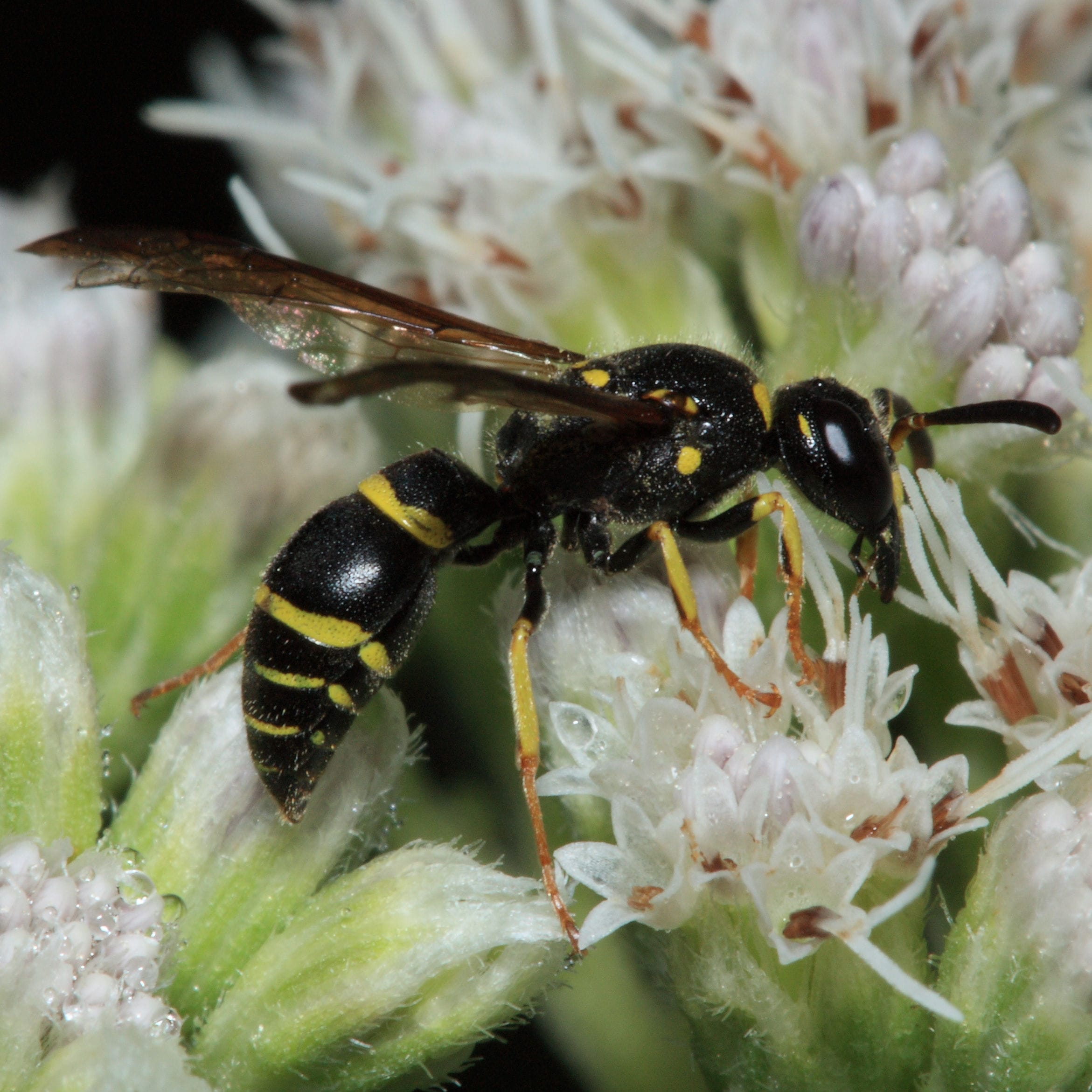 Potter-Wasp