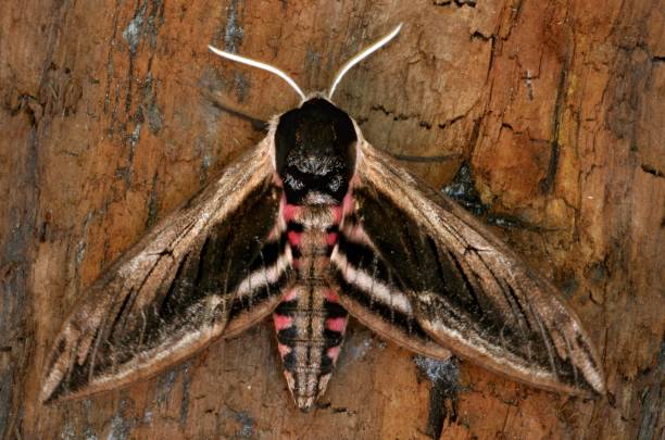 Privet-Hawk-moth