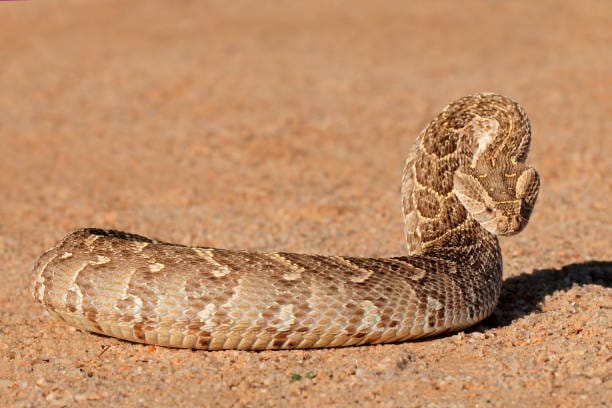 Puff-Adder