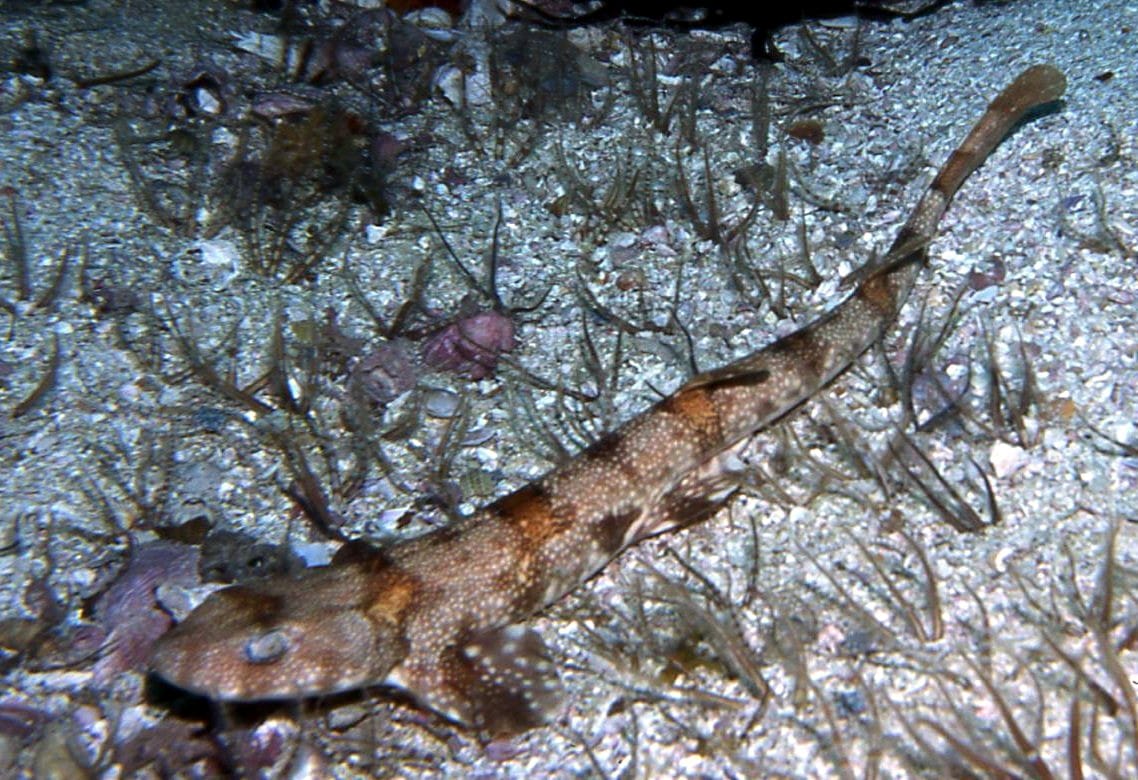 Puffadder-Shyshark