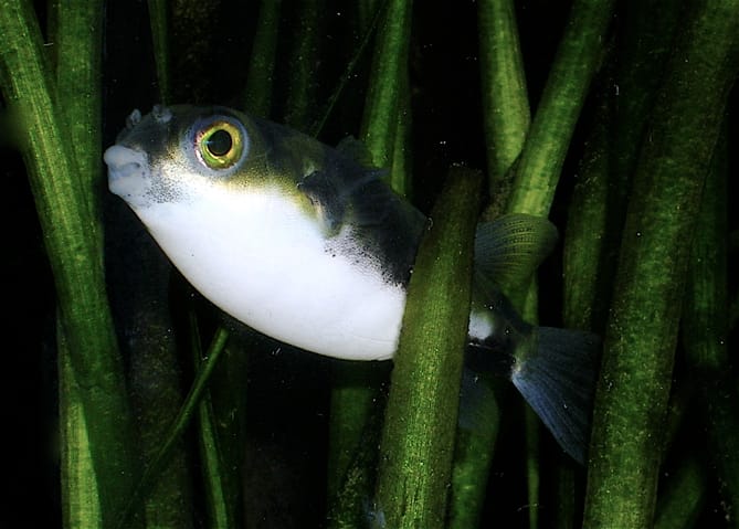 Pufferfish