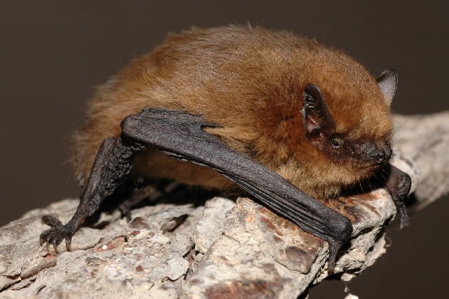 Pygmy-Pipistrelle