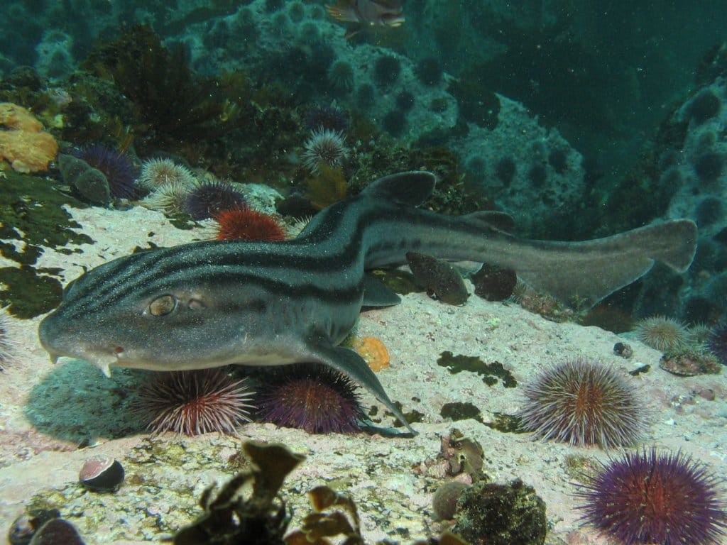 Pyjama-Shark