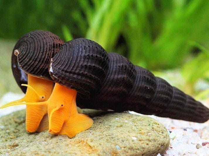 Rabbit-Snail