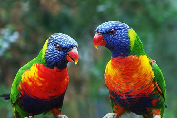 Rainbow-Lorikeet
