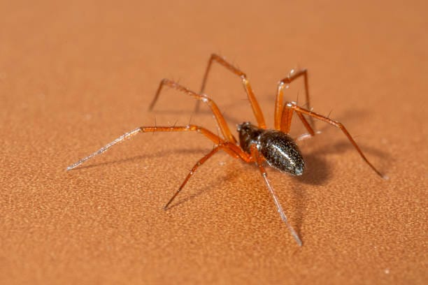Red-Legged-House-Spider