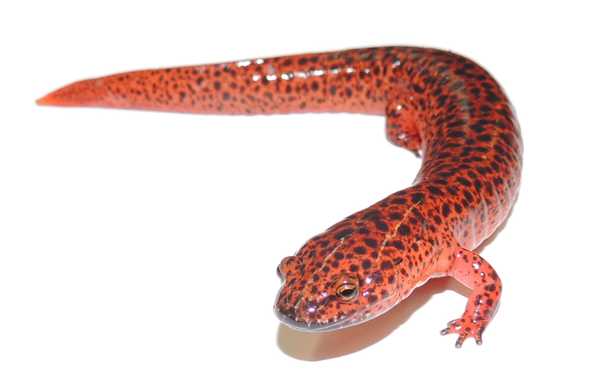 Red-Salamander