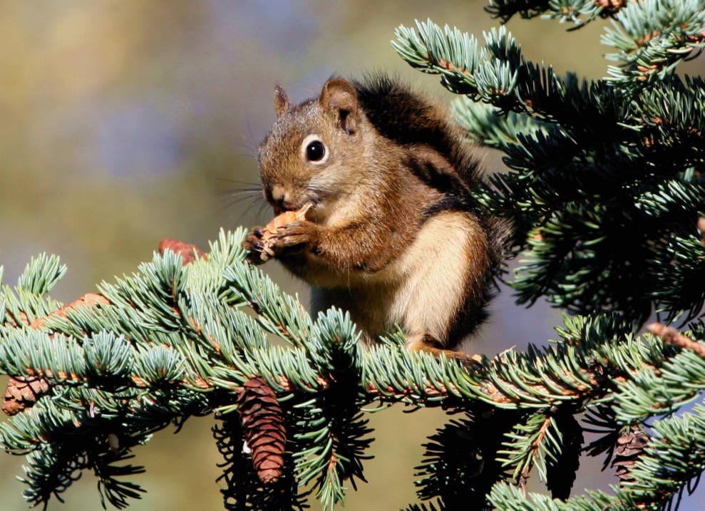 Red-Squirrel
