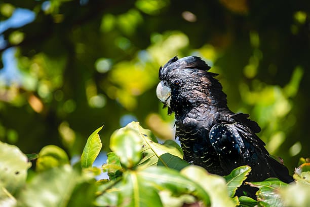 Red-Tailed-Black-Cockatoo