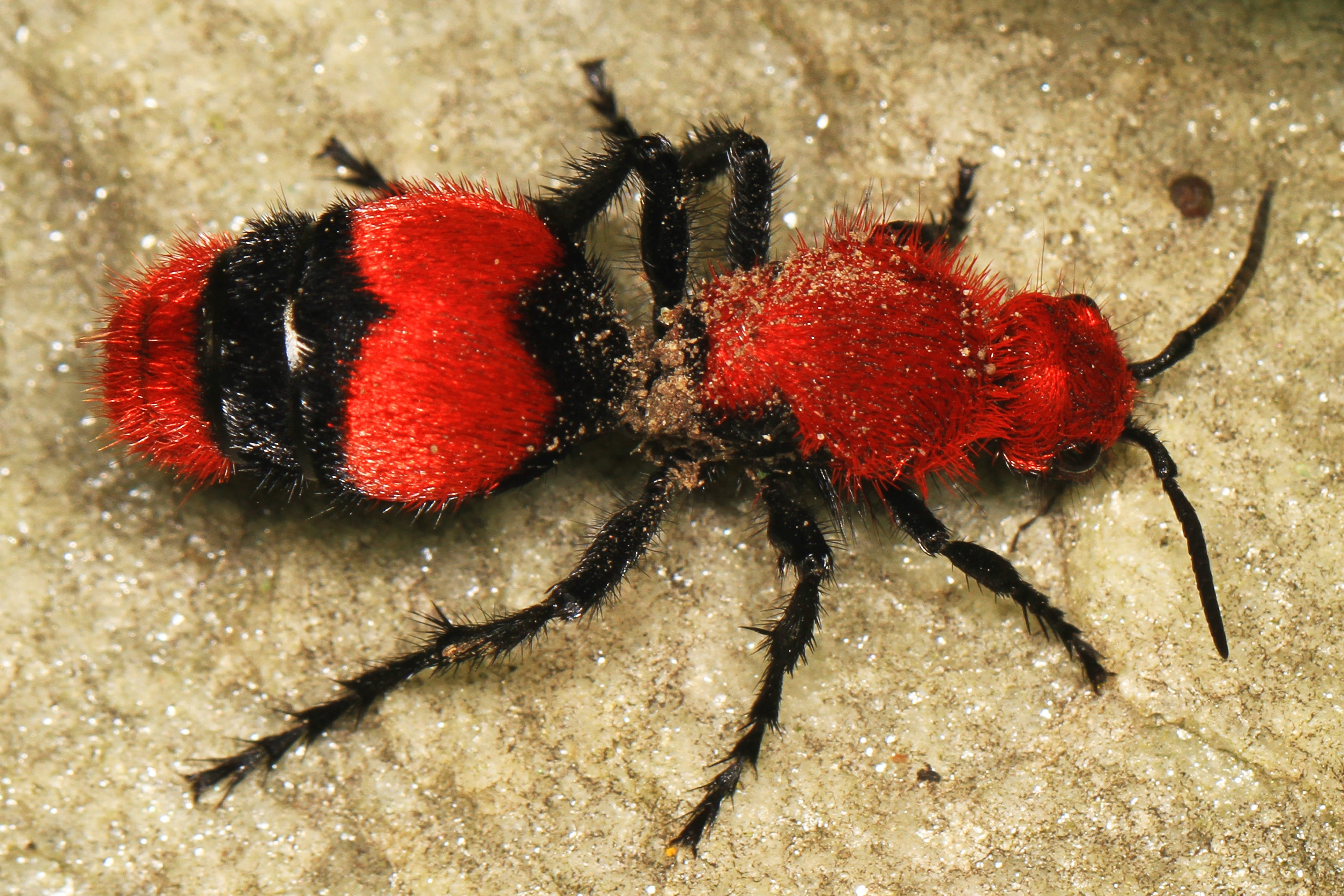 Red-Velvet-Ant