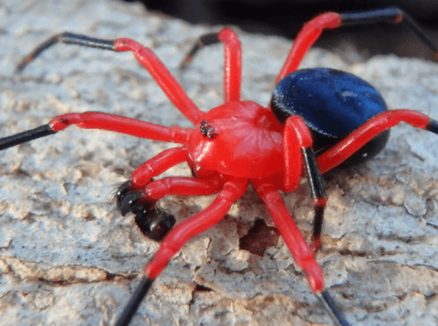 Red-and-Black-Spider