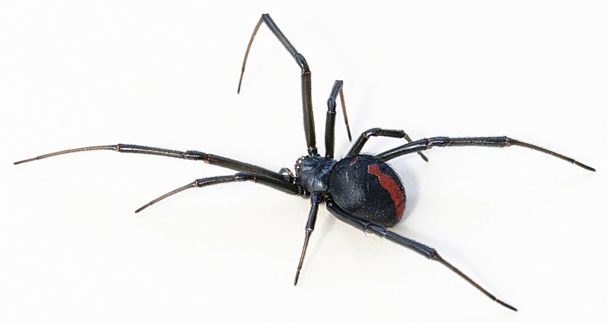 Redback-Spider