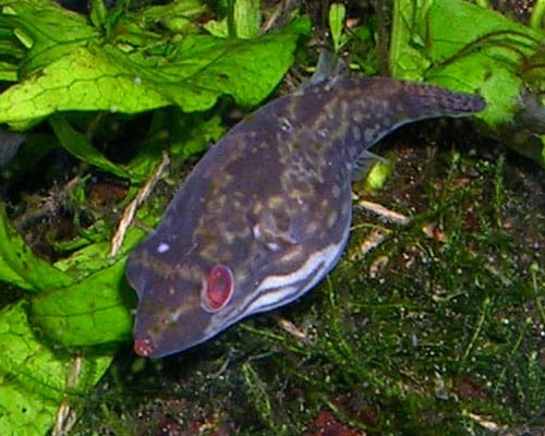 Redeye-Pufferfish